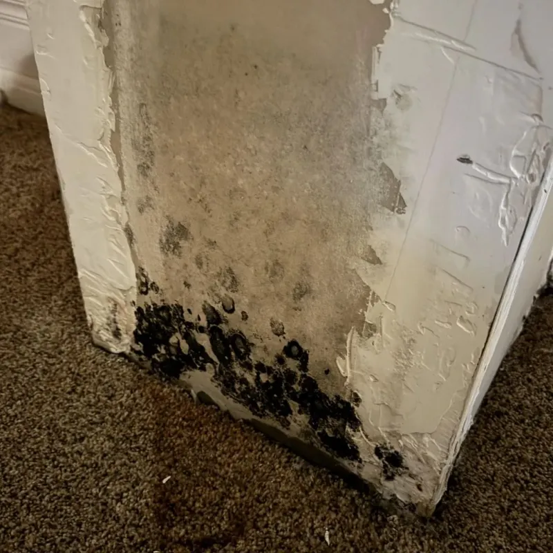 Professional Mold Removal in Crawford County, KS